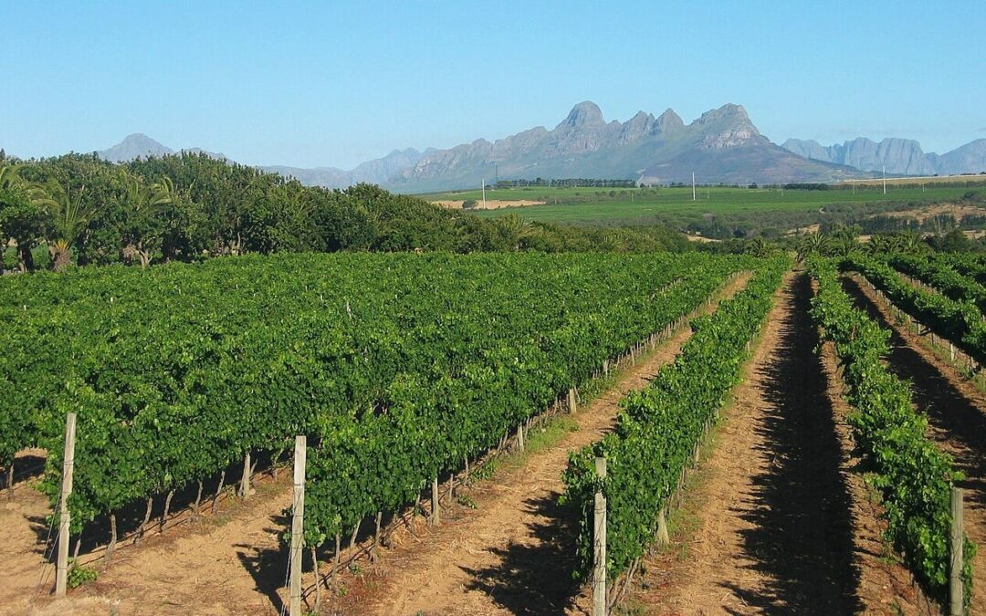 Stellenbosch Wines: Grit, Grapes, and Global Ambitions