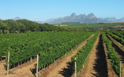 Stellenbosch Wines: Grit, Grapes, and Global Ambitions