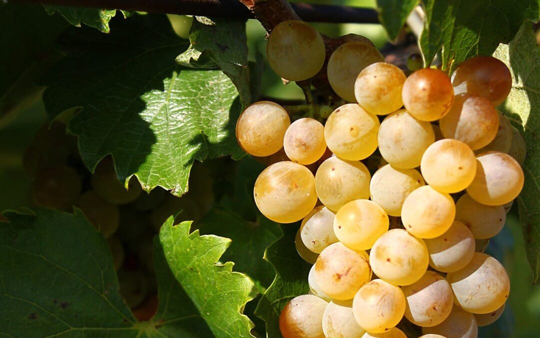 Know Your Grape: Furmint