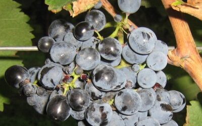 Know Your Grape: Saperavi