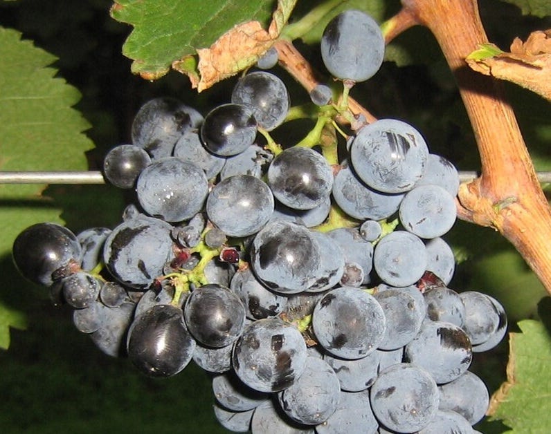 Know Your Grape: Saperavi