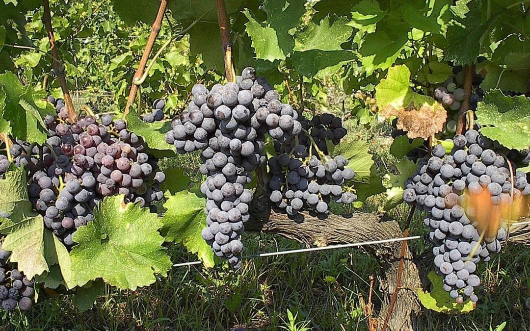 Know Your Grape: Xinomavro