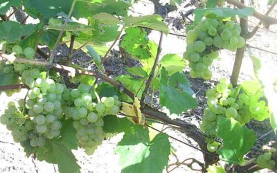 Know Your Grape: Aligoté