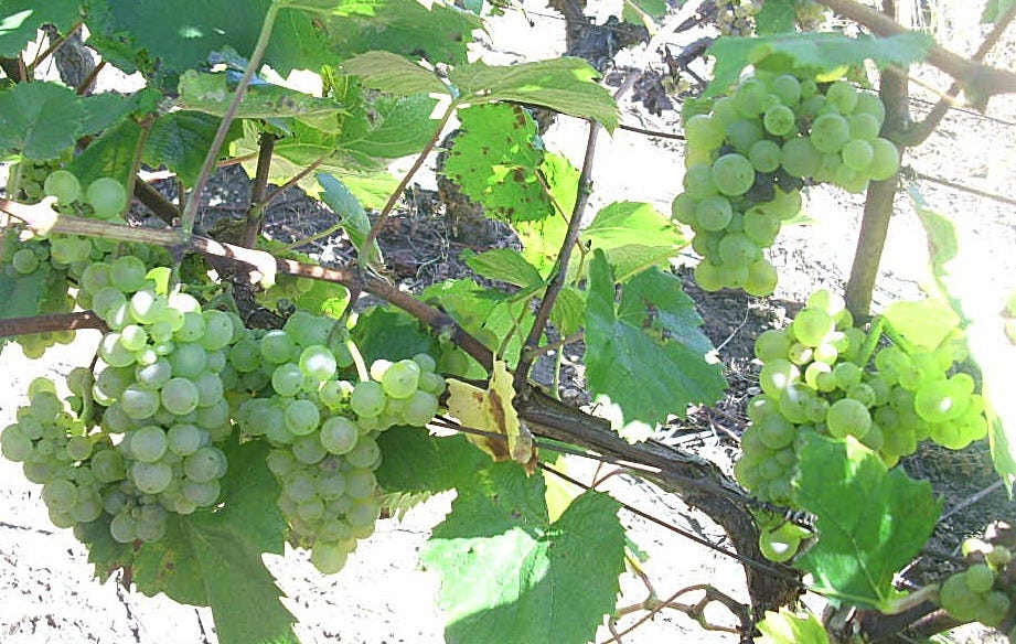 Know Your Grape: Aligoté