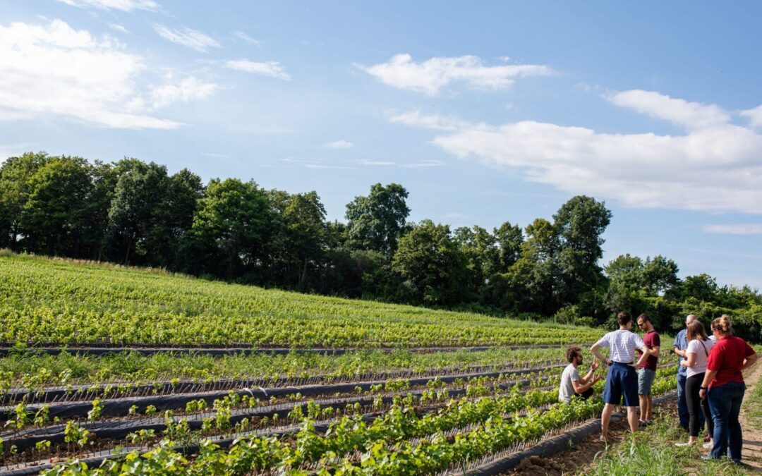 New York’s Wines: Deep Roots, Quiet Ambition