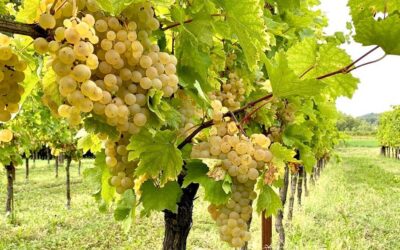 Know Your Grape: Ribolla Gialla