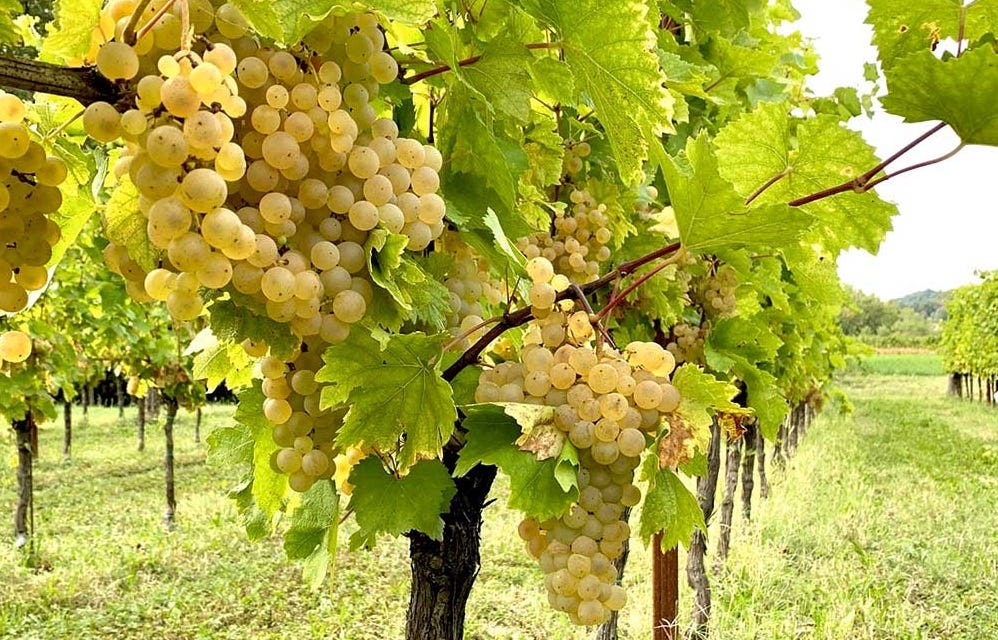Know Your Grape: Ribolla Gialla