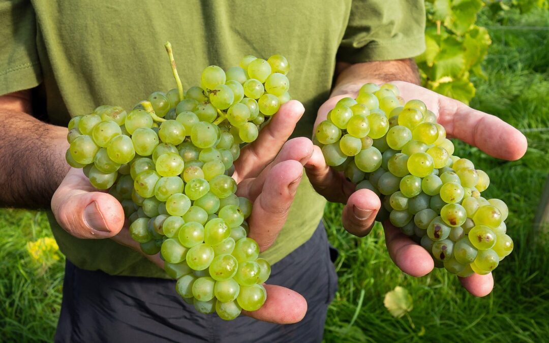 Know Your Grape: Solaris