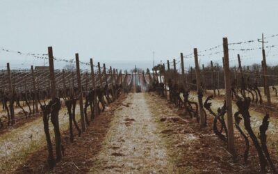 Grapes At Risk: Serious Wine, Zero Fame