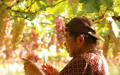 Japan’s Koshu: The World’s Most Polite Grape