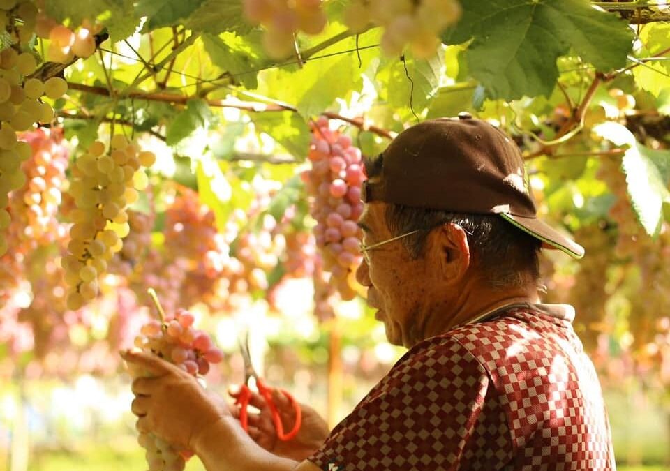 Japan’s Koshu: The World’s Most Polite Grape