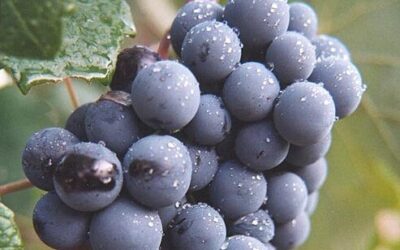 Know Your Grape: Bobal
