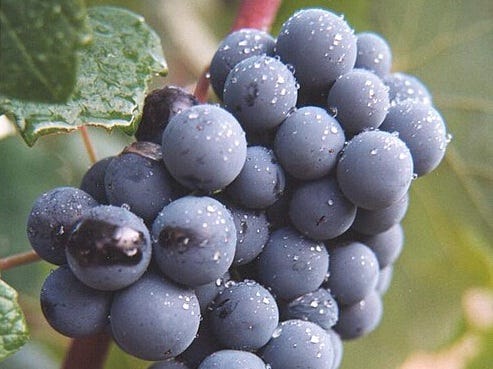 Know Your Grape: Bobal