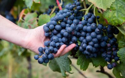 Know Your Grape: Tannat